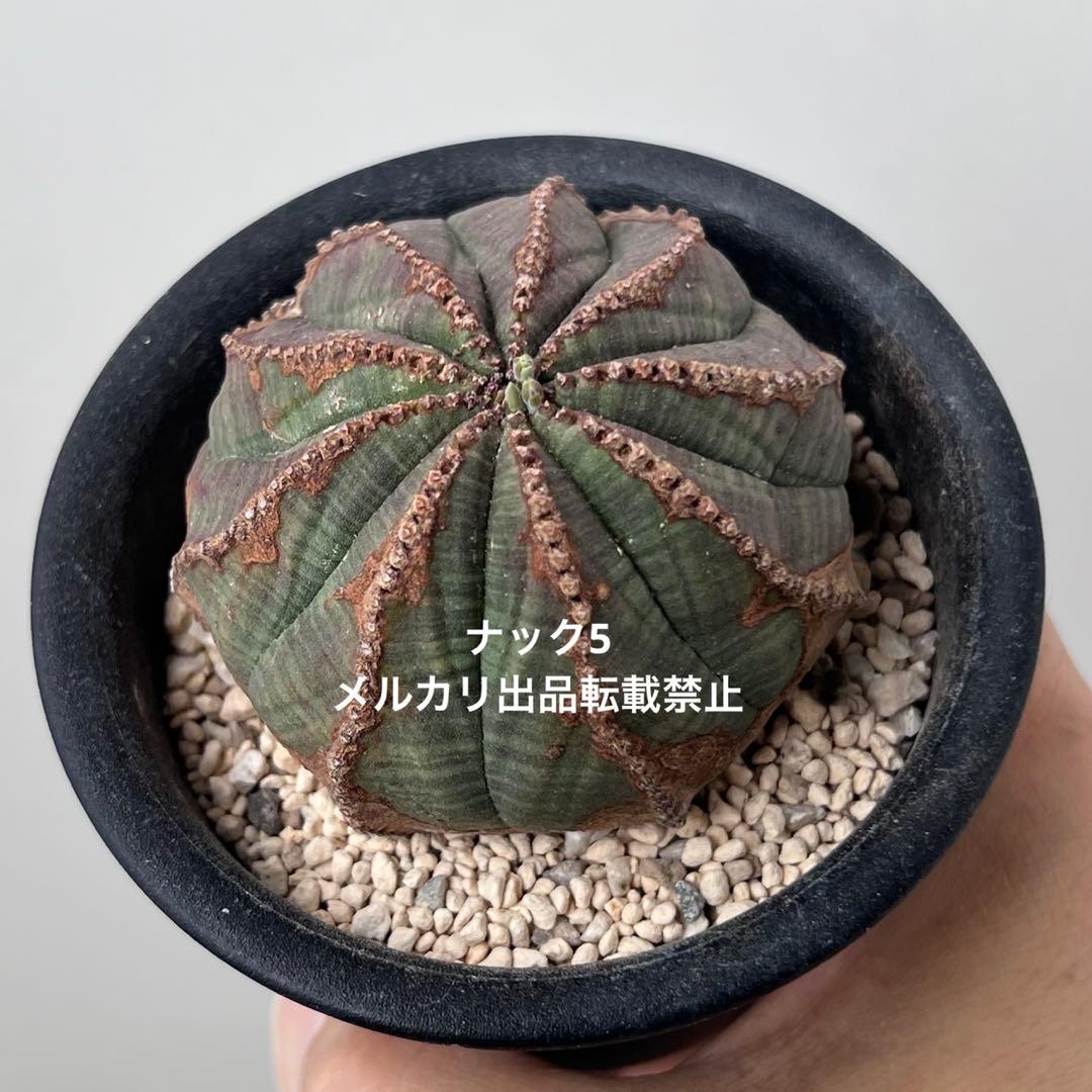 径約6.5cm オベサ 美模様 ユーフォルビア ビンテージ オールド 木質