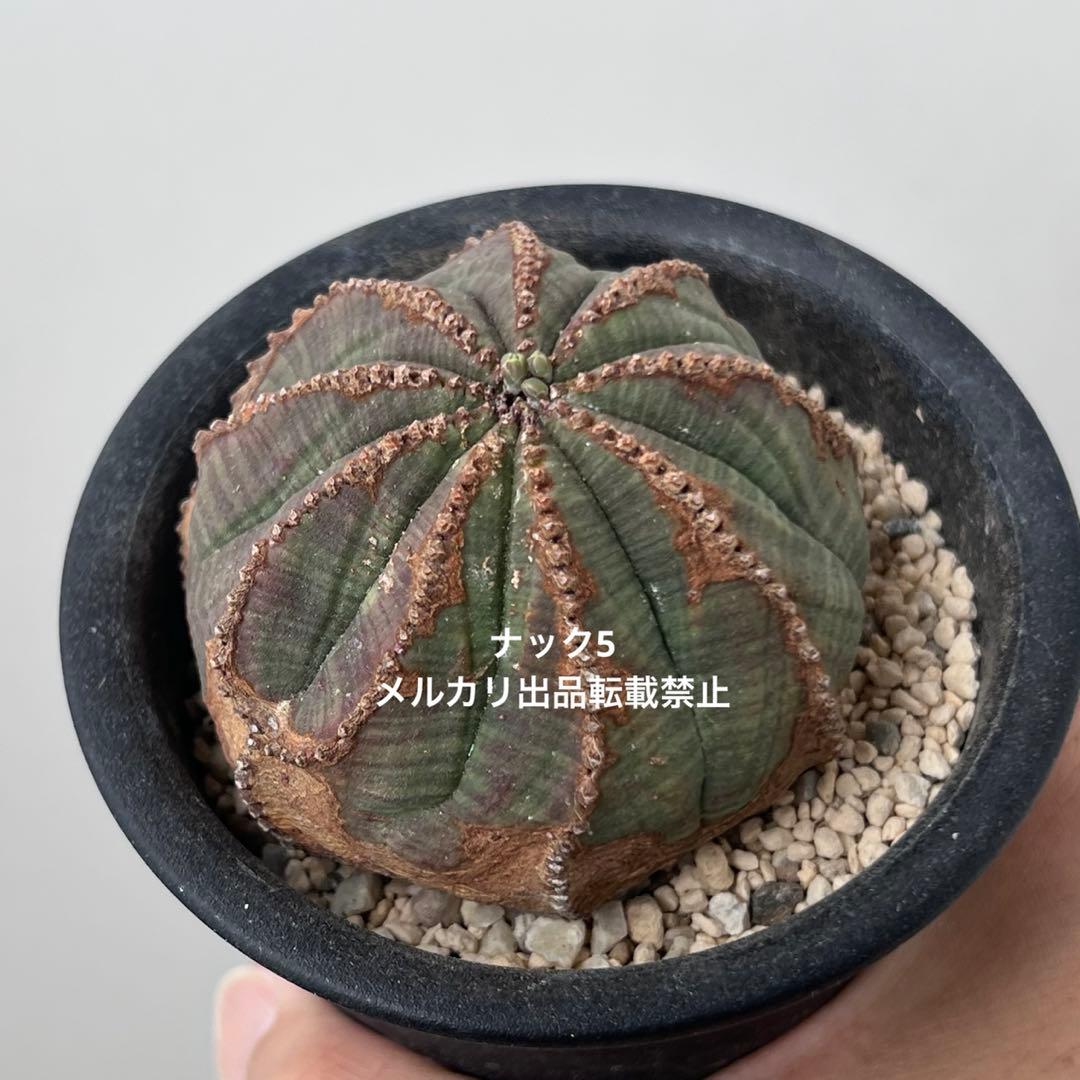 径約6.5cm オベサ 美模様 ユーフォルビア ビンテージ オールド 木質