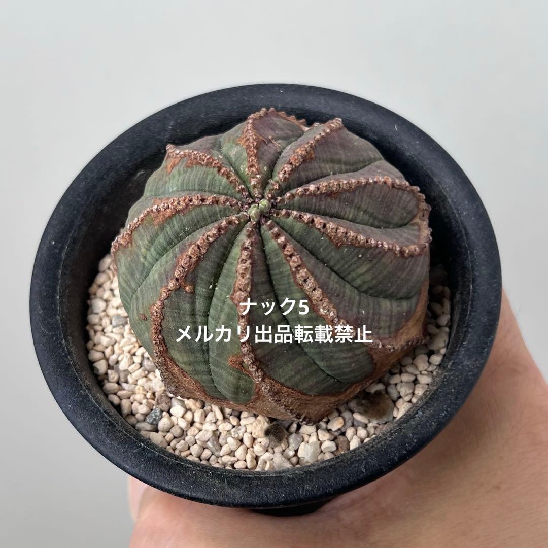 径約6.5cm オベサ 美模様 ユーフォルビア ビンテージ オールド 木質