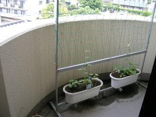朝顔すだれ　　緑のカーテン