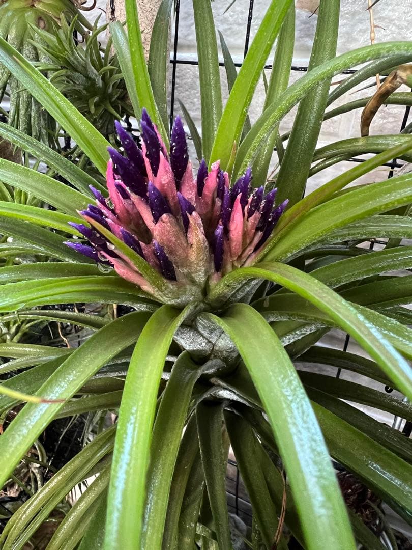 ブロメリア・エアープランツ Tillandsia Silver Trinket