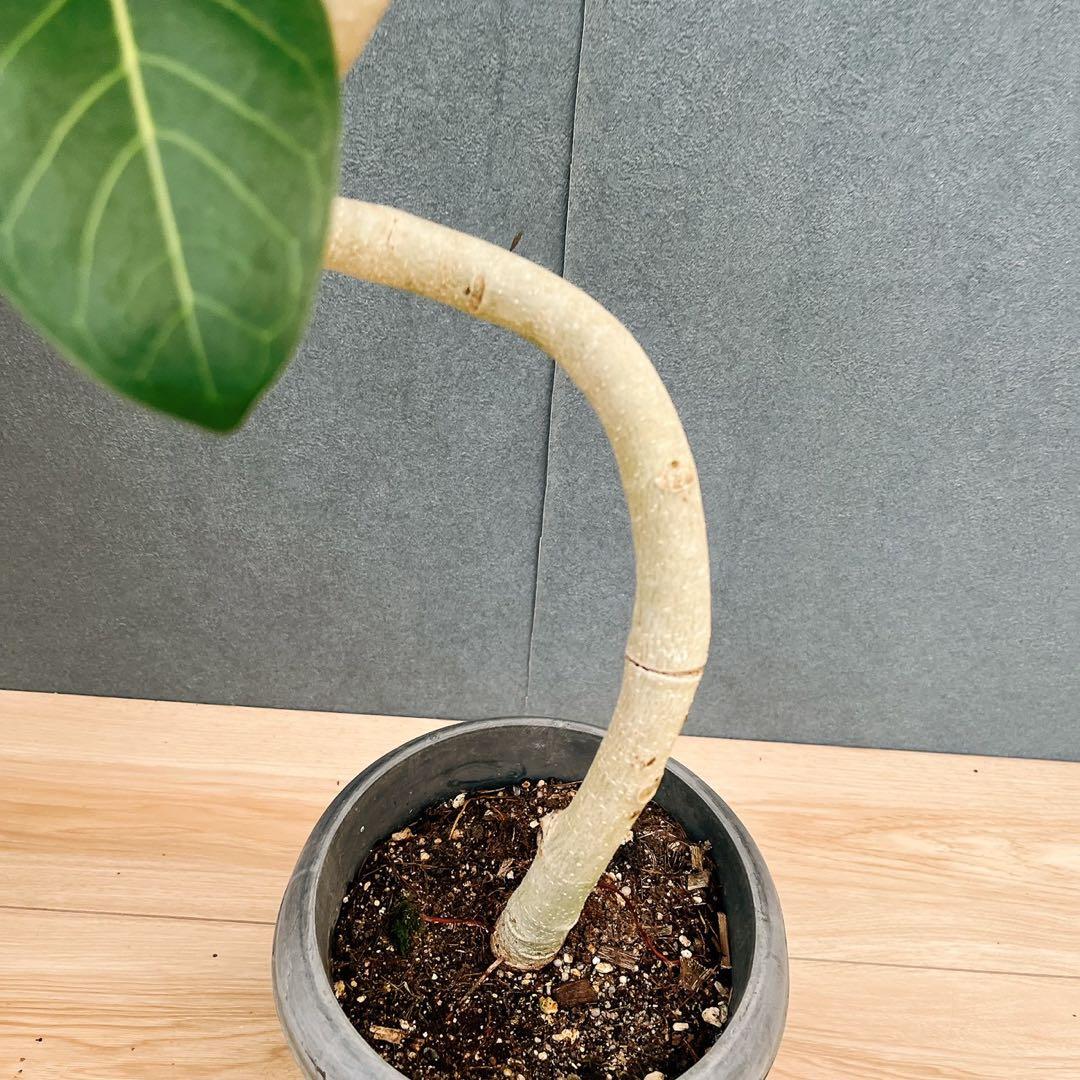 ［現品］7番　フィカス　ベンガレンシス　曲がり 6号　観葉植物　室内　ゴムの木