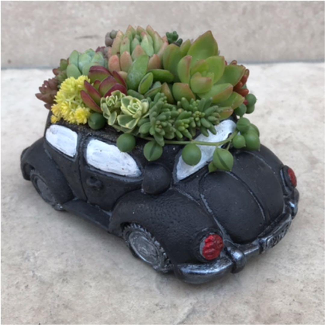 ★多肉  寄せ植え〜flower 29car  黒〜★