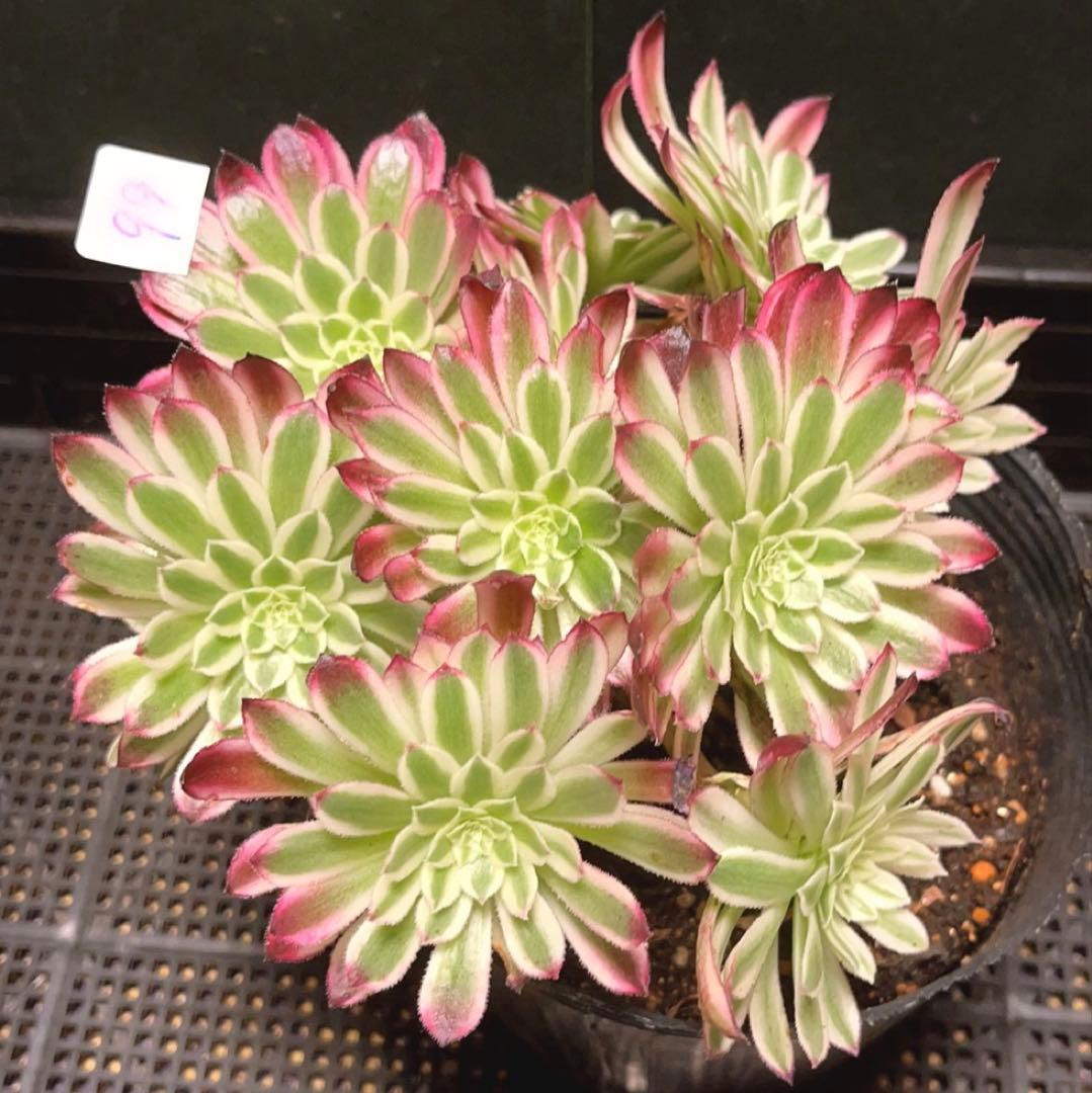 99#植物アエオニウム錦❤カルミン*エメラルド錦❤️12大頭19cm钵土付き出荷