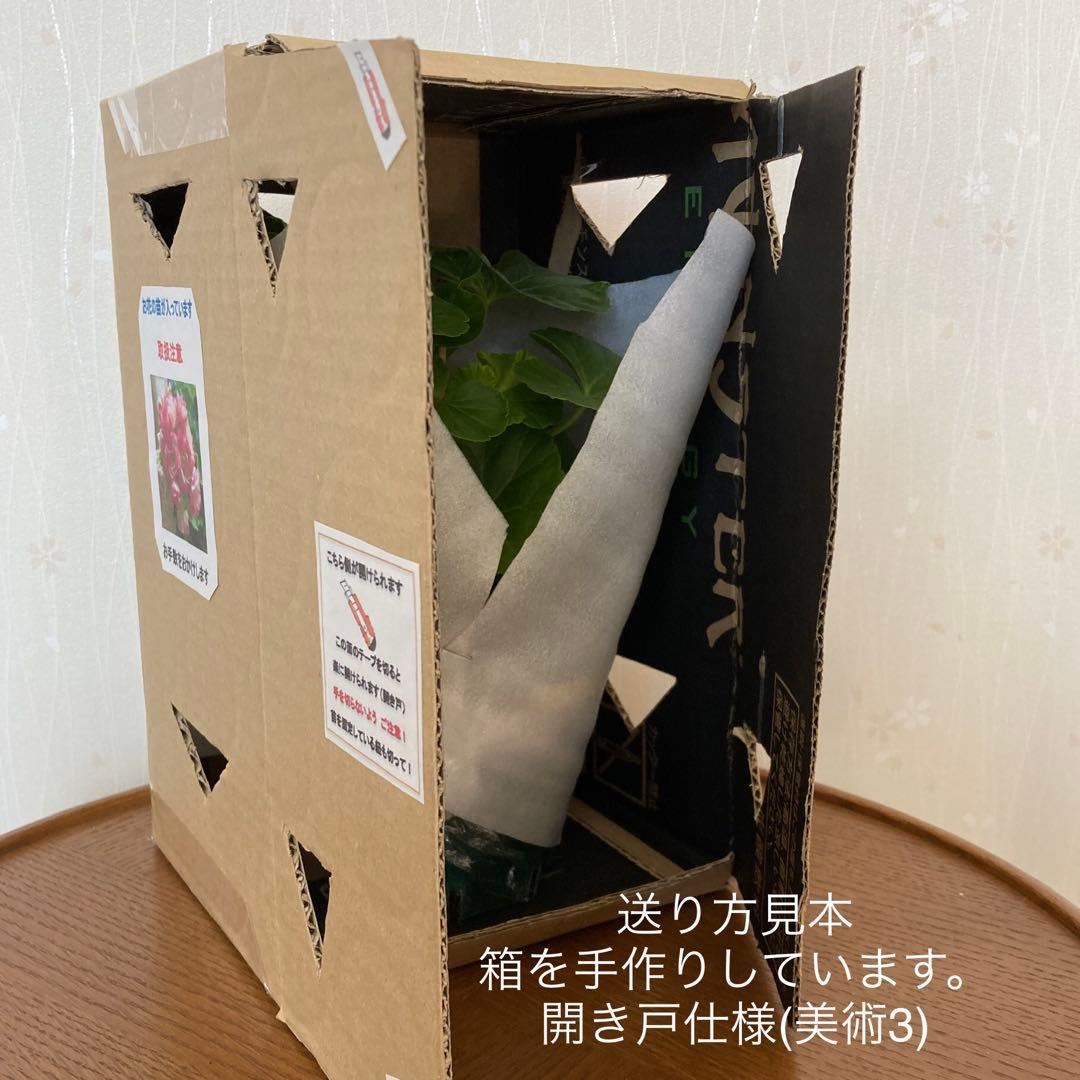 ペラルゴニウム　巨大な鉢植え(7号鉢)