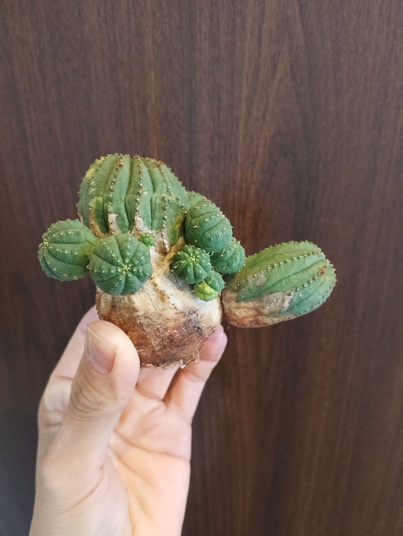 希少 ユーフォルビア オベサ 斑入り