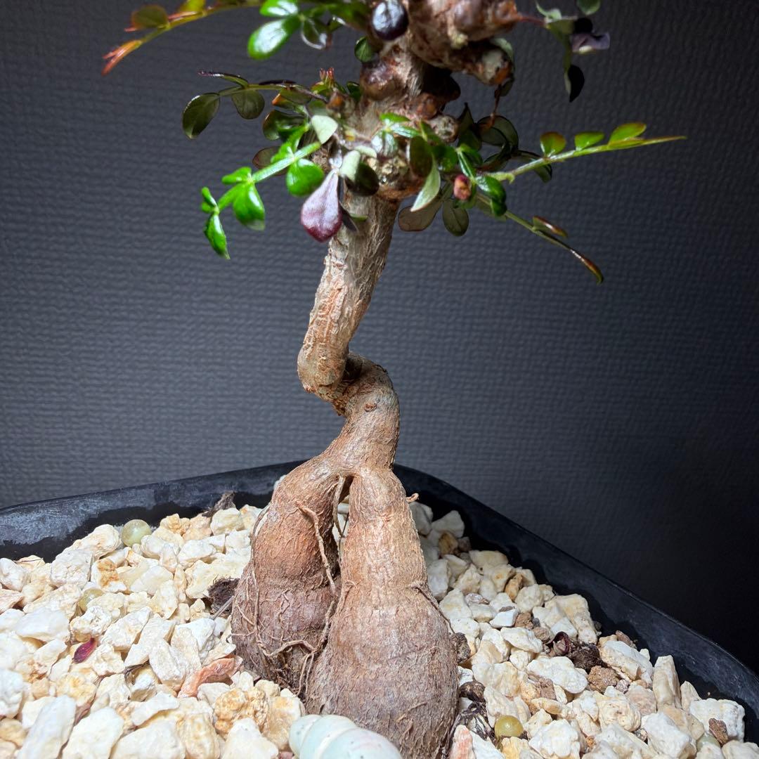 【休日限定】オペルクリカリアデカリー　国内実生4年　作り込み株　盆栽仕立て