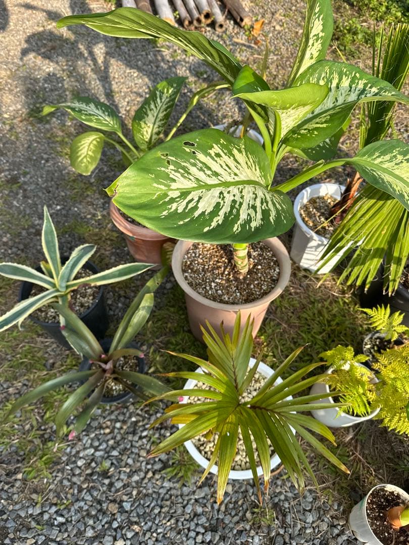 観葉植物セット　13点　一気にたくさん手に入る大チャンス！