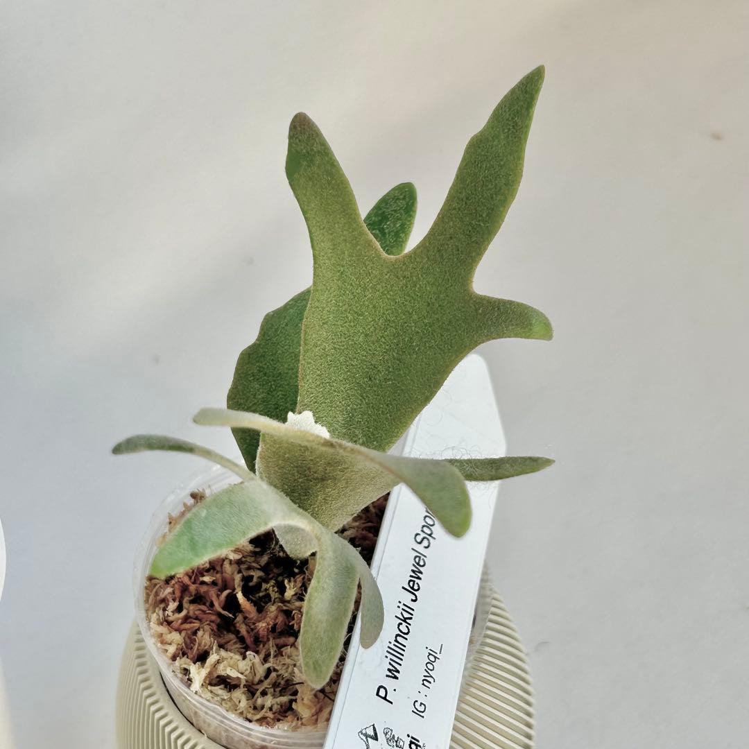 【SALE】P. willinckii Jewel Spore [53]