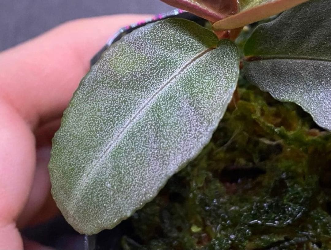 同梱割　Homalomena sp. 【LA0212-00】
