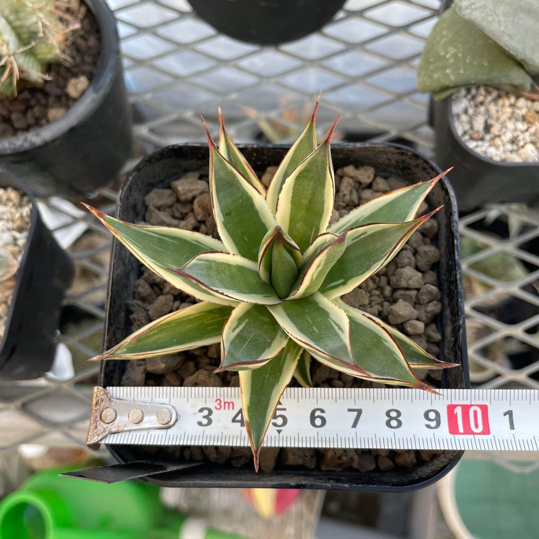Agave アガベ スノーグロー 美株 120プレステラ深鉢 国内実生