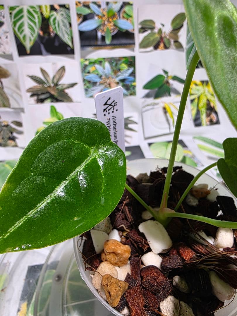 熱帯植物　アンスリウム　フォルゲッティ　\"ホワイト ストライプ\"