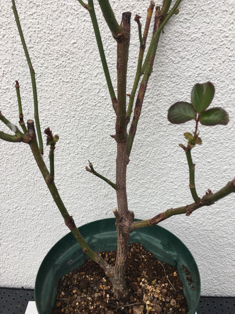 バラ苗　海外切り花品種