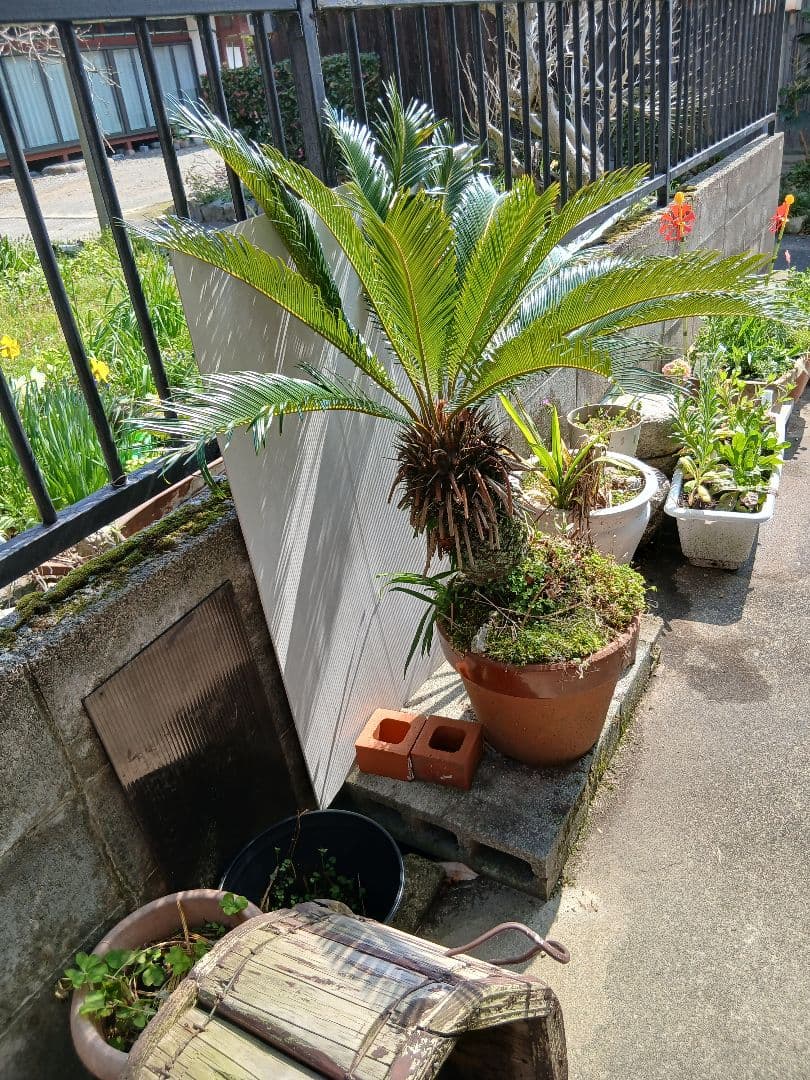 ソテツ