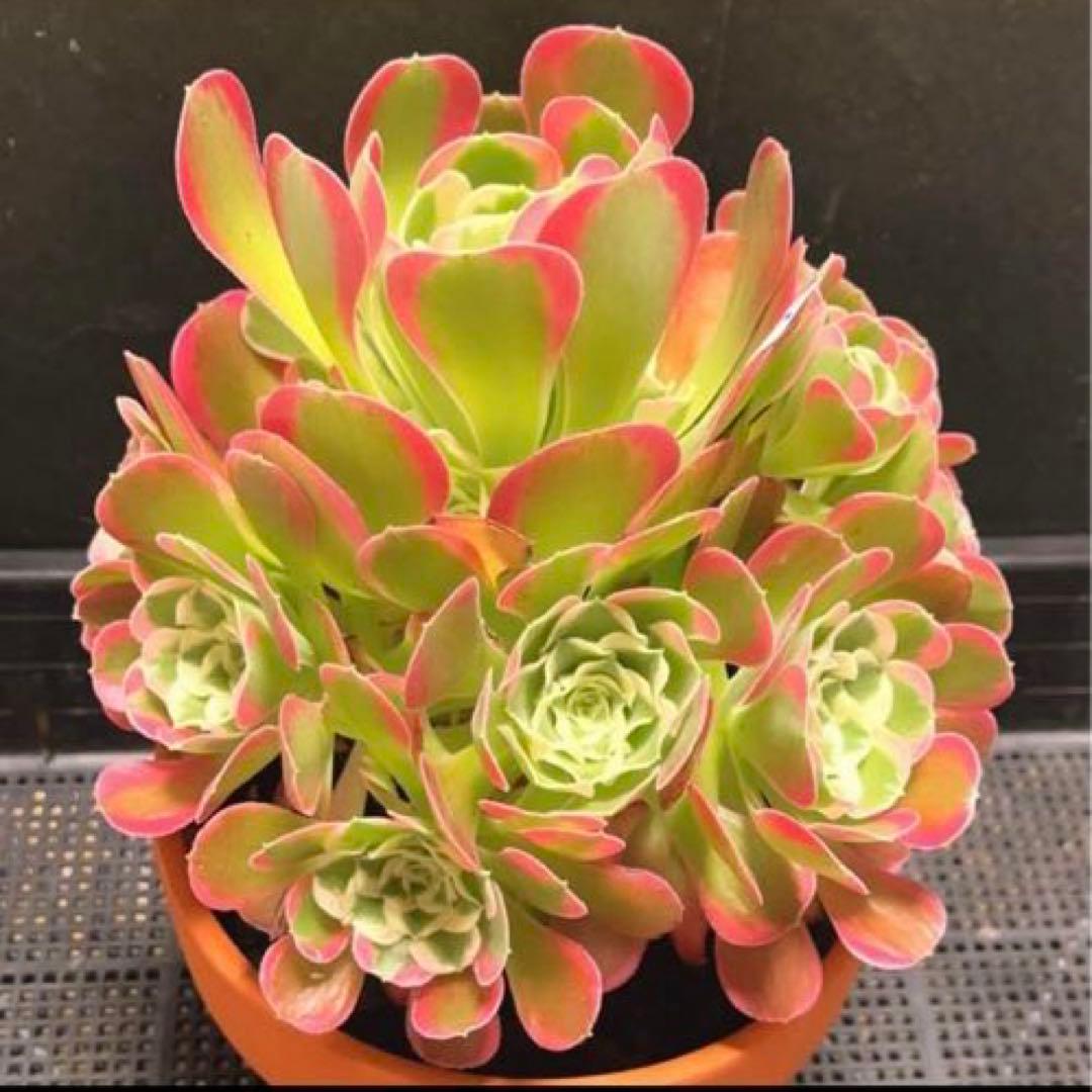 6#多肉植物アエオニウム錦❤️リバーストーン❤️ 1大頭15小頭23cm 拔き苗
