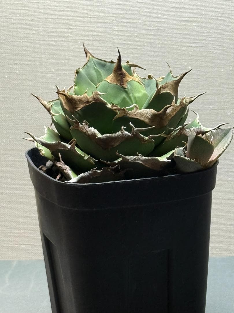 アガベ 黒豹 親株