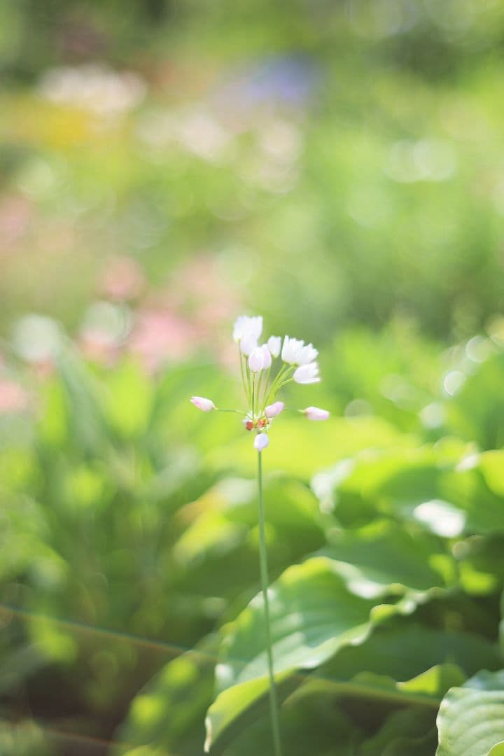 Auto-Takumar 55mm F1.8 前期型 zebra 【良品】