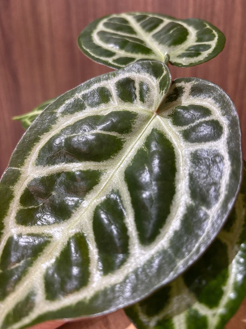 Anthurium Dorayaki Silver × Michelleドラヤキ