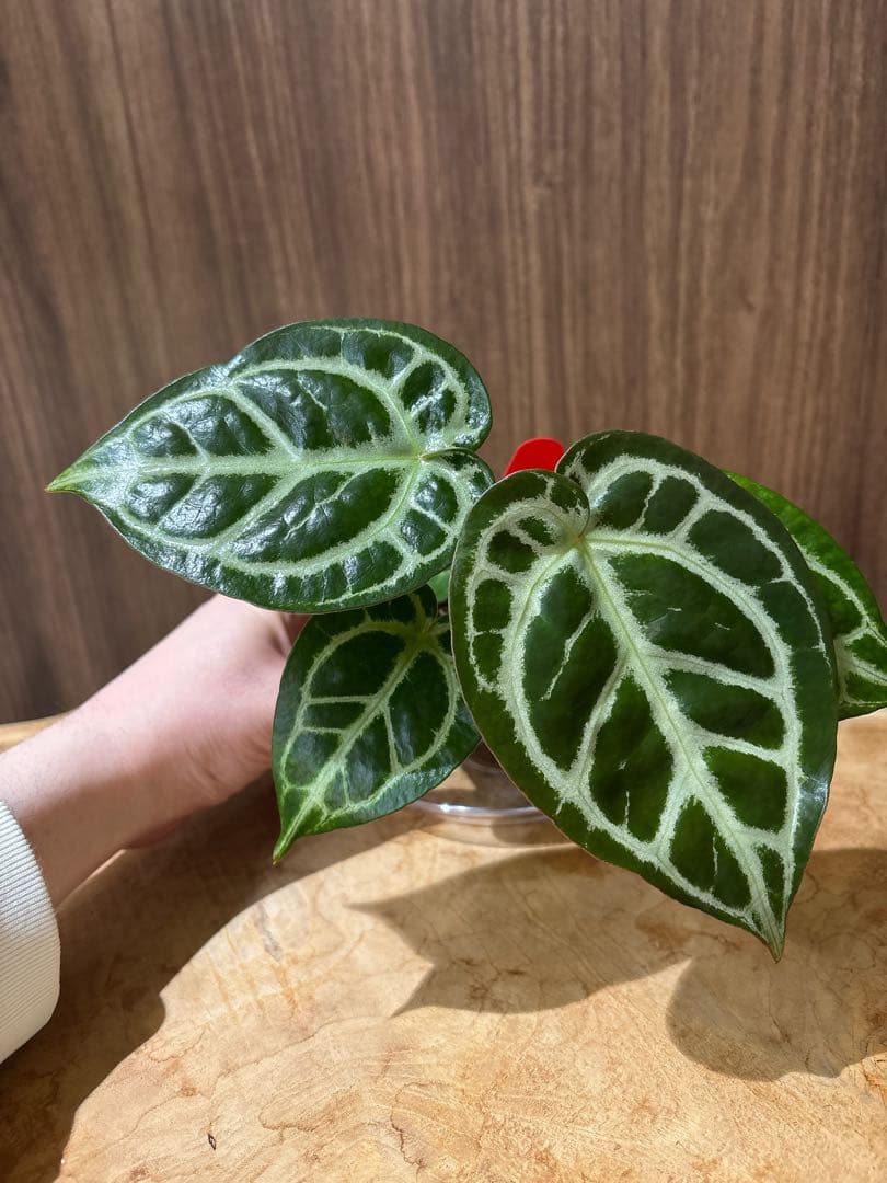 Anthurium Dorayaki Silver × Michelleドラヤキ