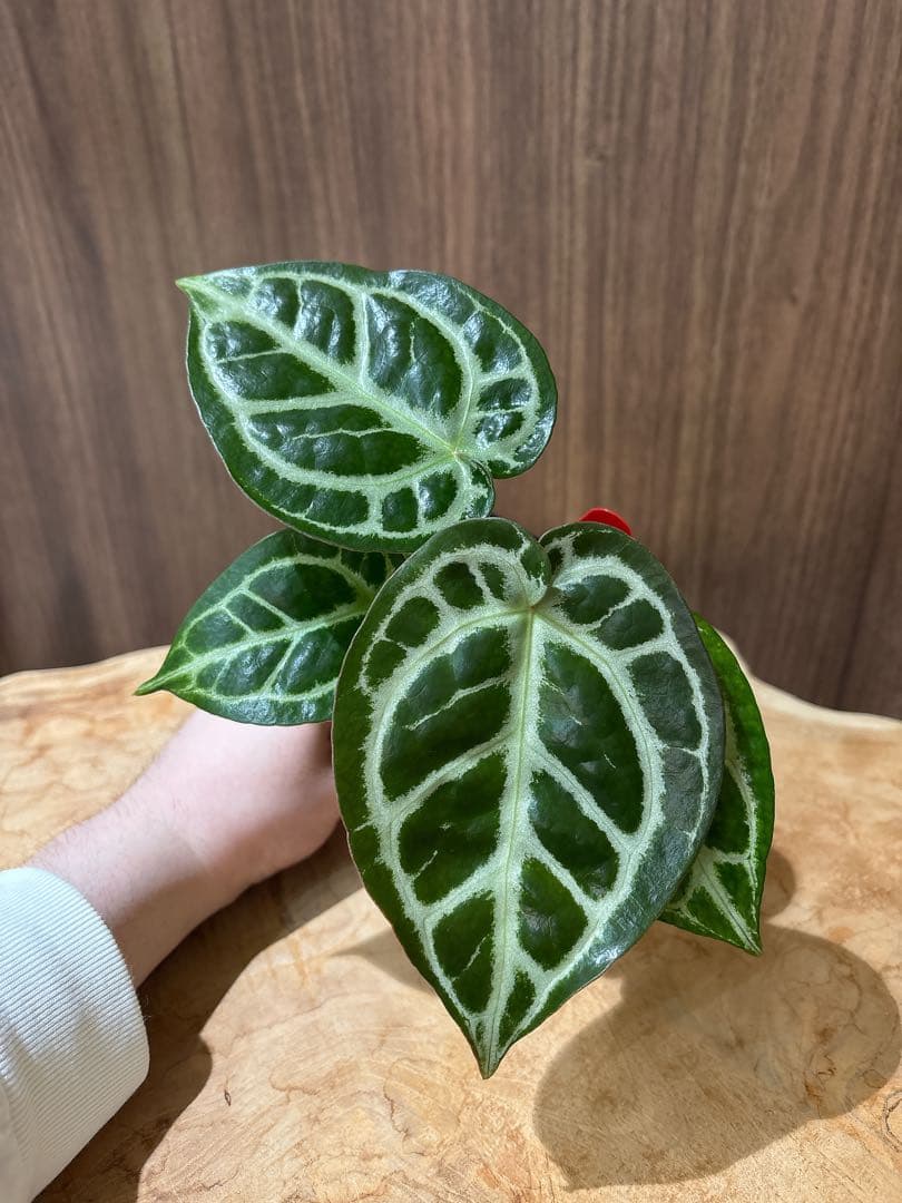 Anthurium Dorayaki Silver × Michelleドラヤキ