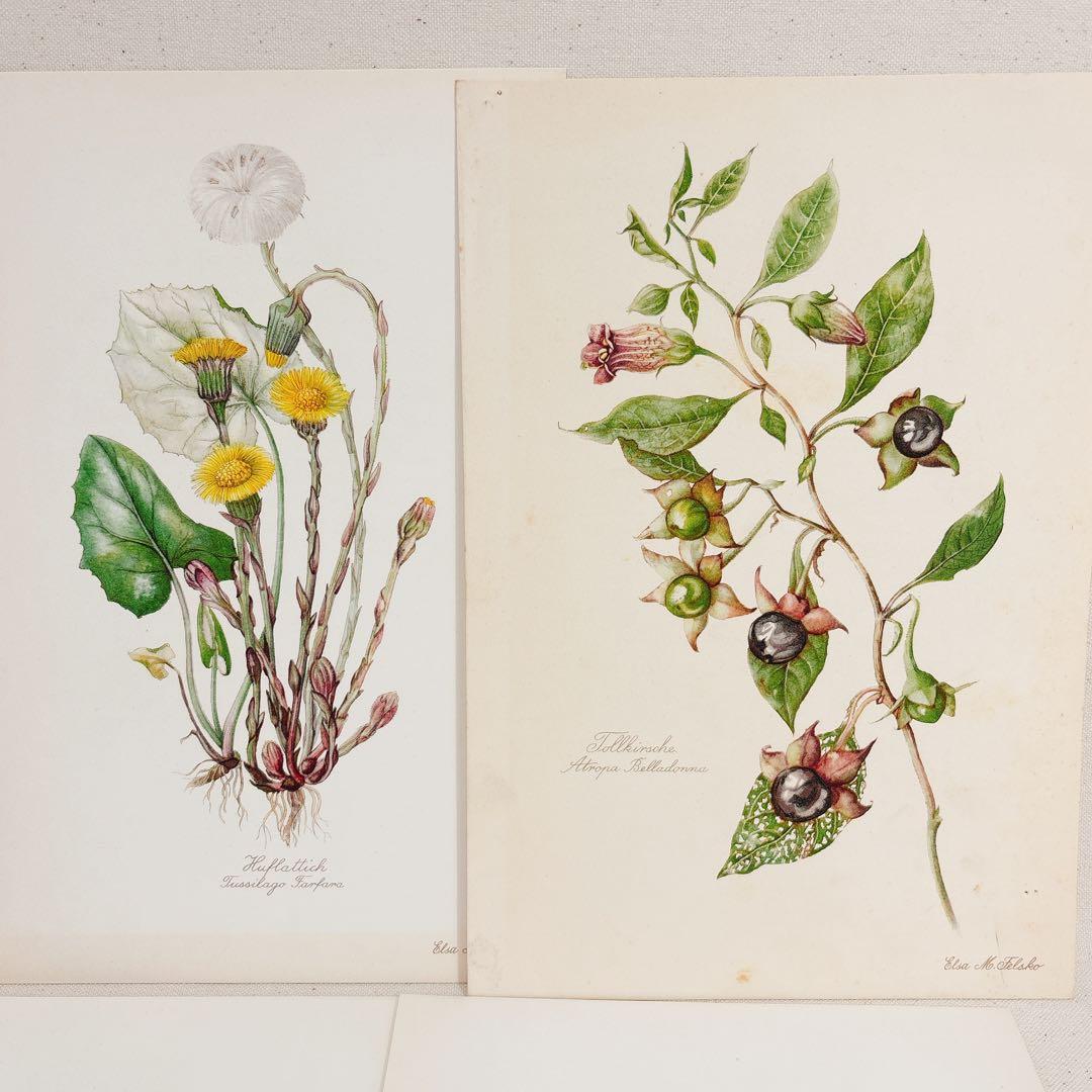 ⑥ 美しい植物画 15枚 1951年 BLUMEN Elsa Felsko