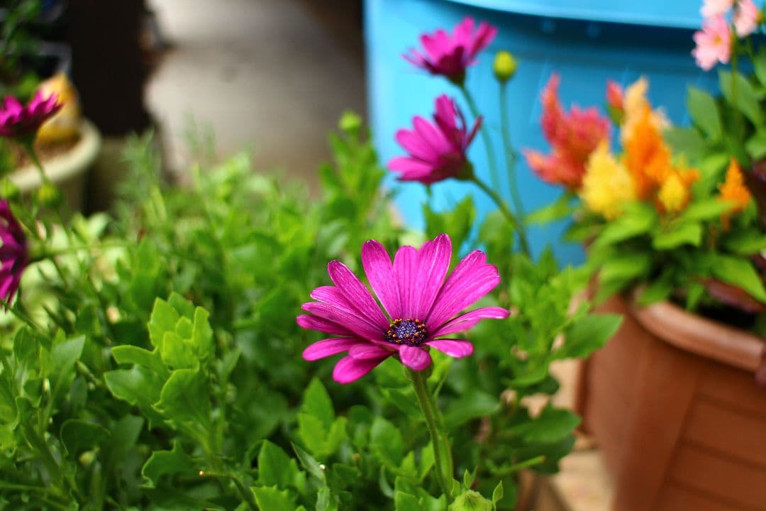 SONY　α6000
