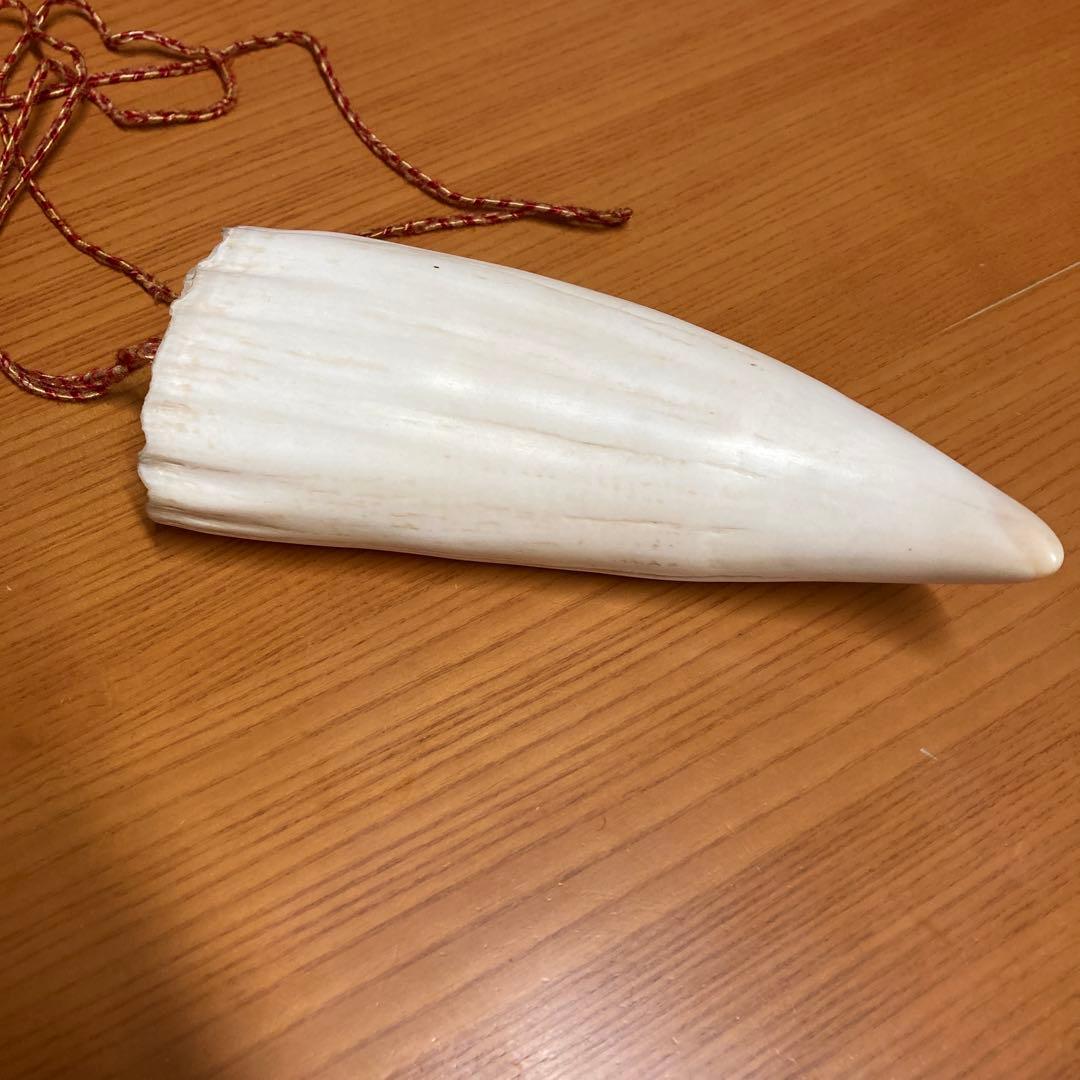 マッコウクジラの歯