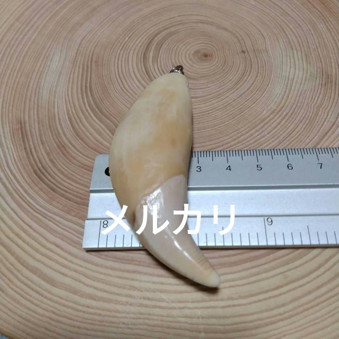 熊牙キーホルダー（ 約８cm ）　ヒグマの牙　ヒグマ　羆　　魔除け　災難除け