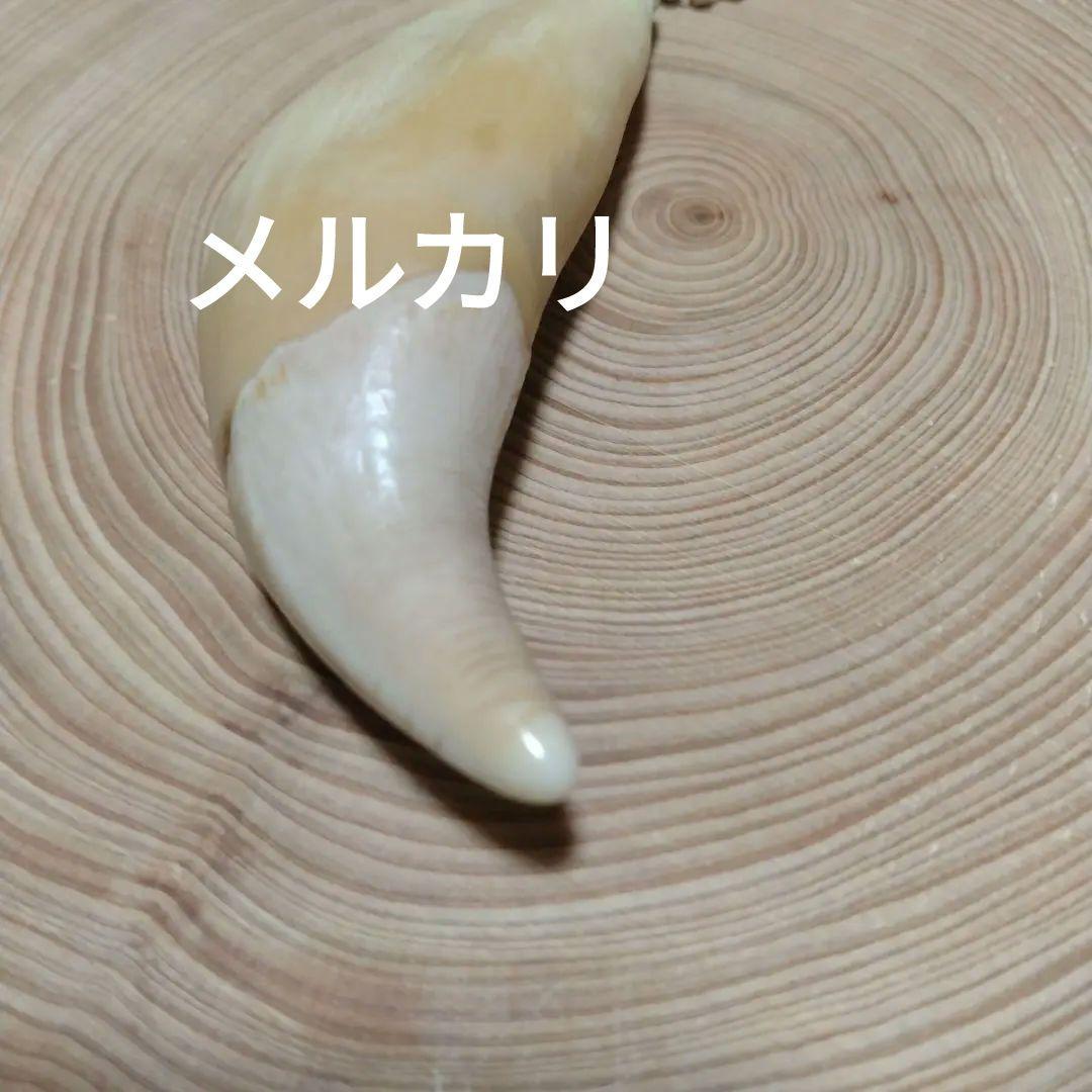 熊牙キーホルダー（ 約８cm ）　ヒグマの牙　ヒグマ　羆　　魔除け　災難除け