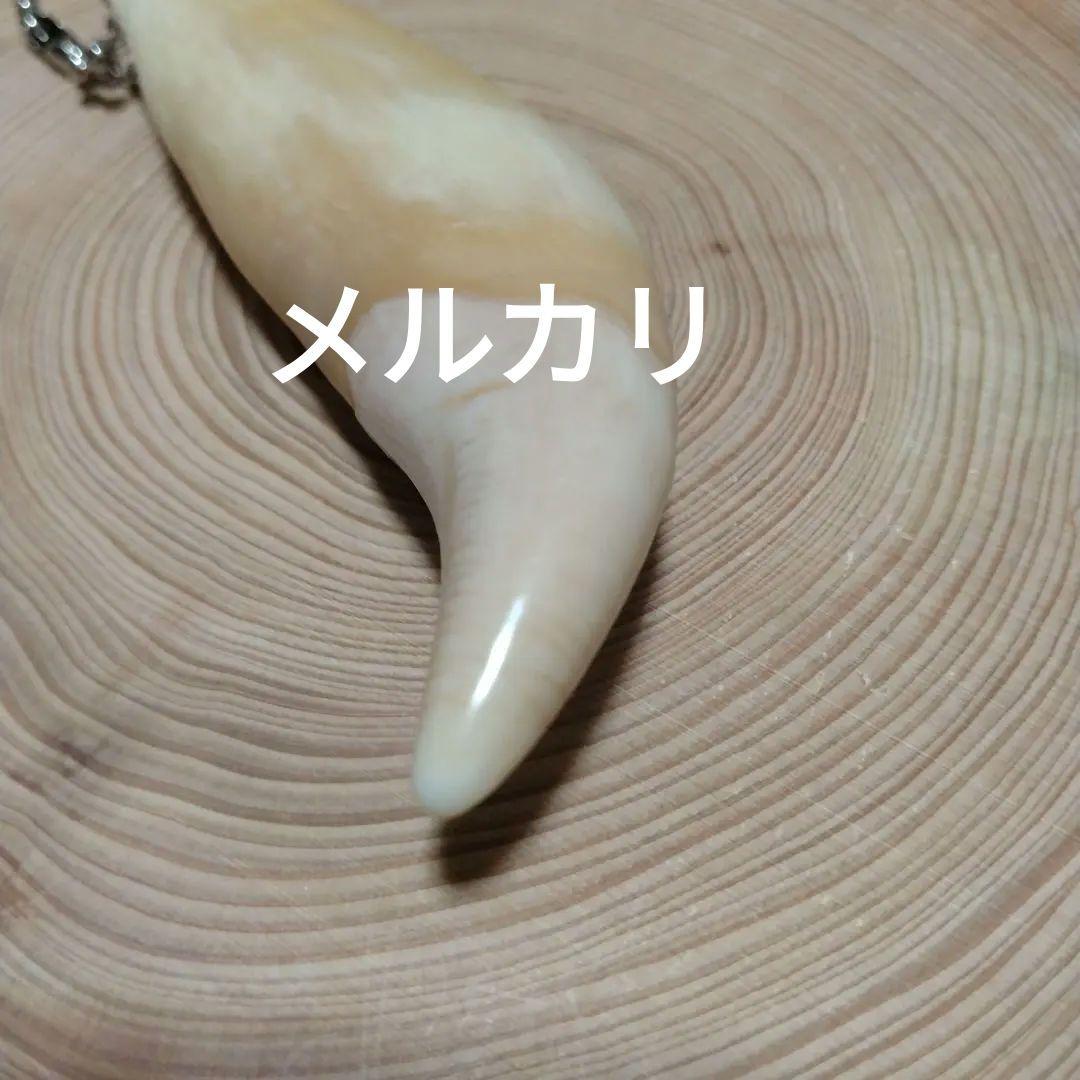 熊牙キーホルダー（ 約８cm ）　ヒグマの牙　ヒグマ　羆　　魔除け　災難除け