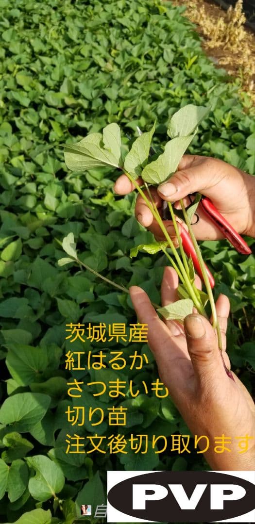 100本3月下旬発送分茨城県産紅はるかさつまいも苗ウイルスフリー