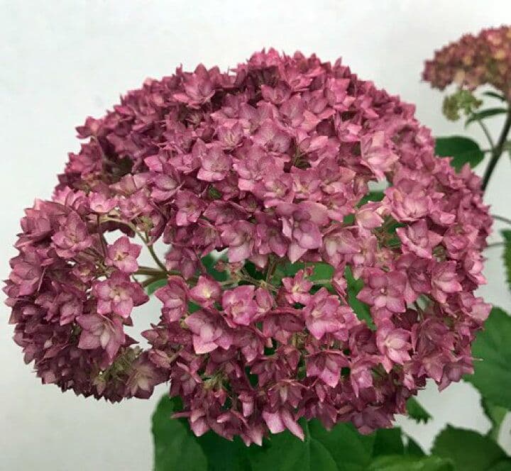 十三郎☆彡☘️ページ•*¨*•.¸♬︎