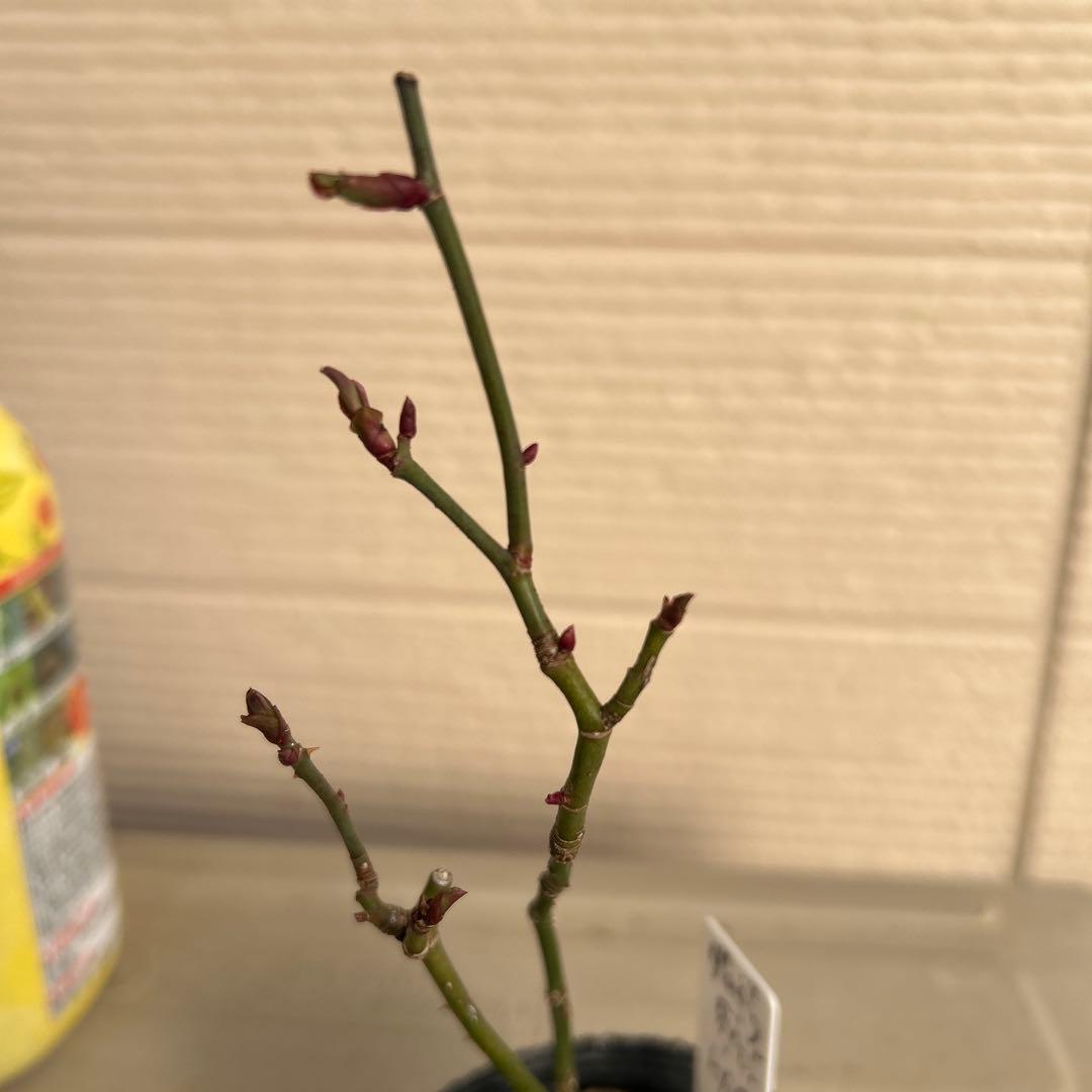 確認用バラ苗　バラ挿し木苗　ダム④
