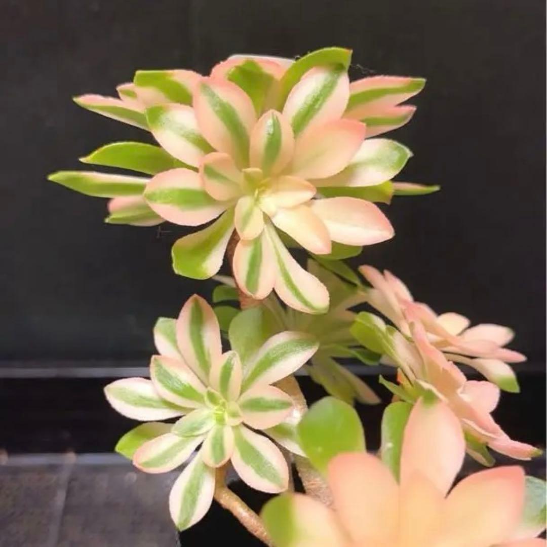 100#多肉植物❤️アエオニウム錦❤️ホロスパツラツム錦❤️7頭16cm拔き苗