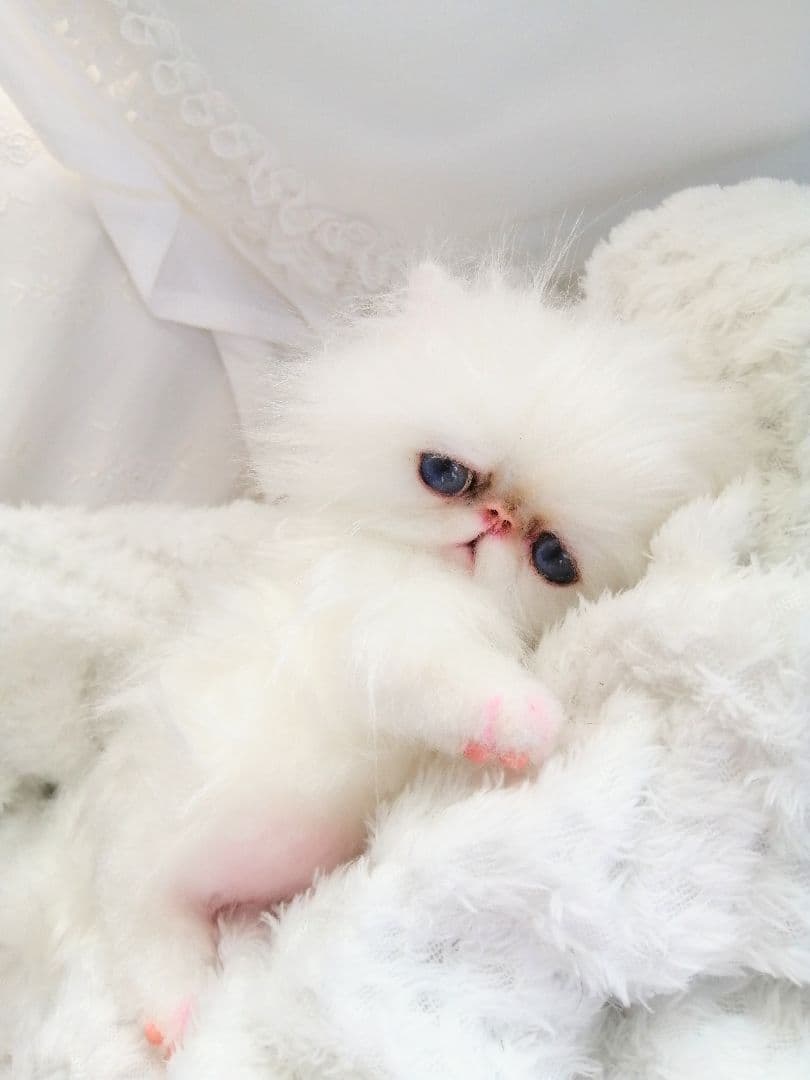 お腹ぽっこり♡エキゾチックベビー♡子猫ちゃん♡アートドール♡ぬいぐるみ♡