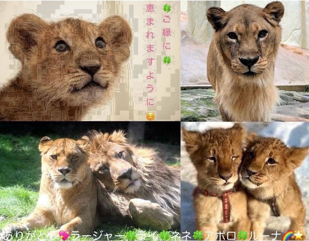 閃乱カグラ ストラップ