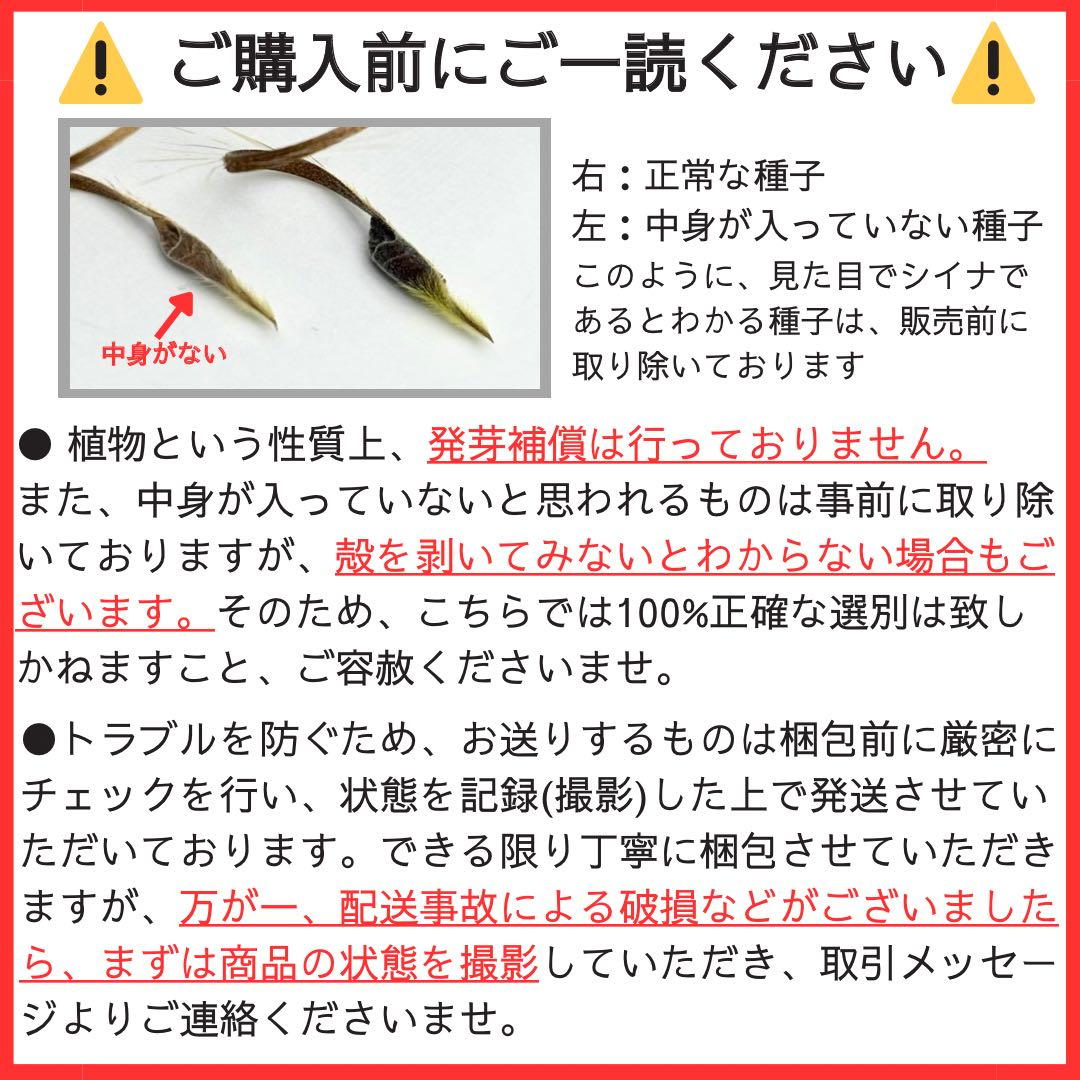 サルコカウロン ペニクリナム 自家採取 種子 5粒 掛け合わせ5通り