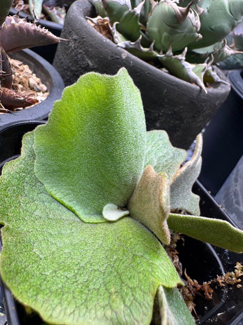 ビカクシダ P.willinckii Golden boy spore 金童