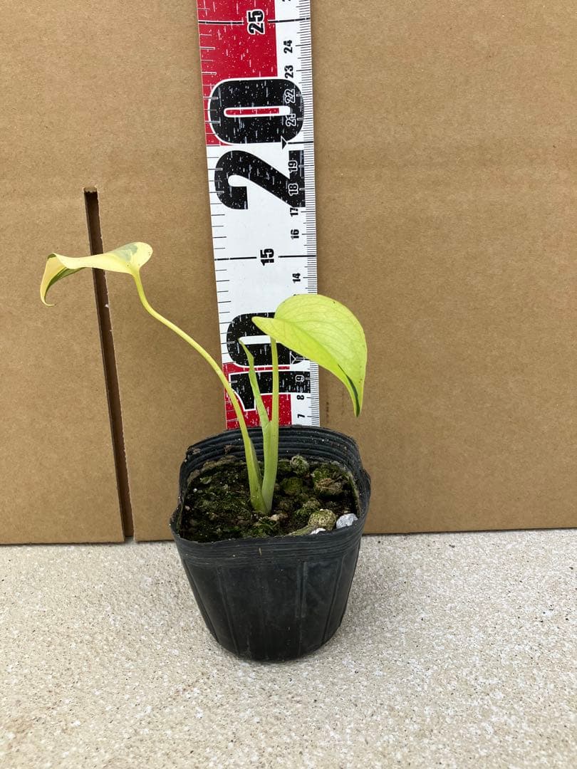 モンステラ斑入り　デリシオーサ実生幼苗　激レア継続個体