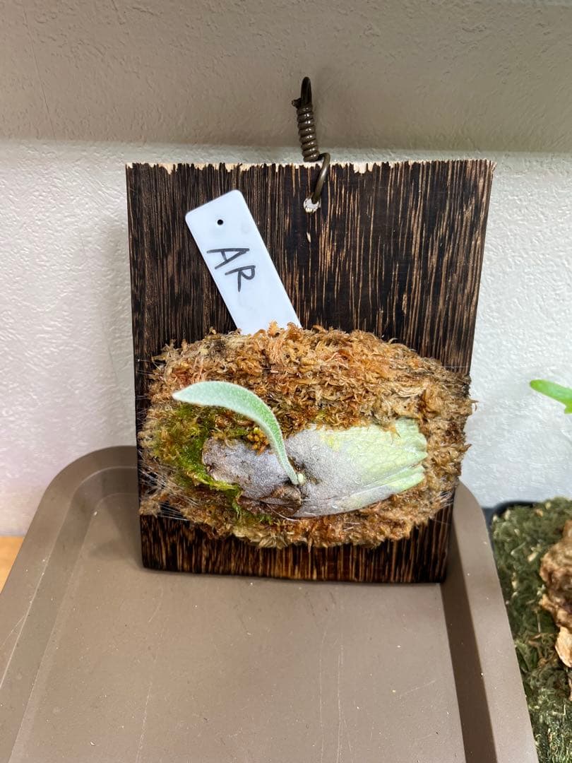 P.wilinckii mix spore select P.AR ビカクシダ
