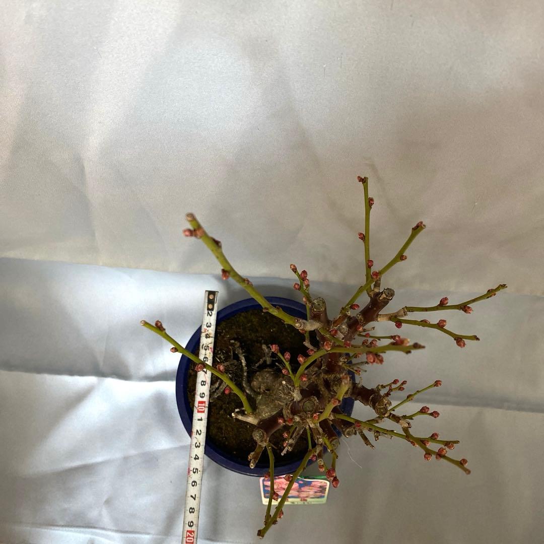 紅梅　盆栽　植木　梅　苔