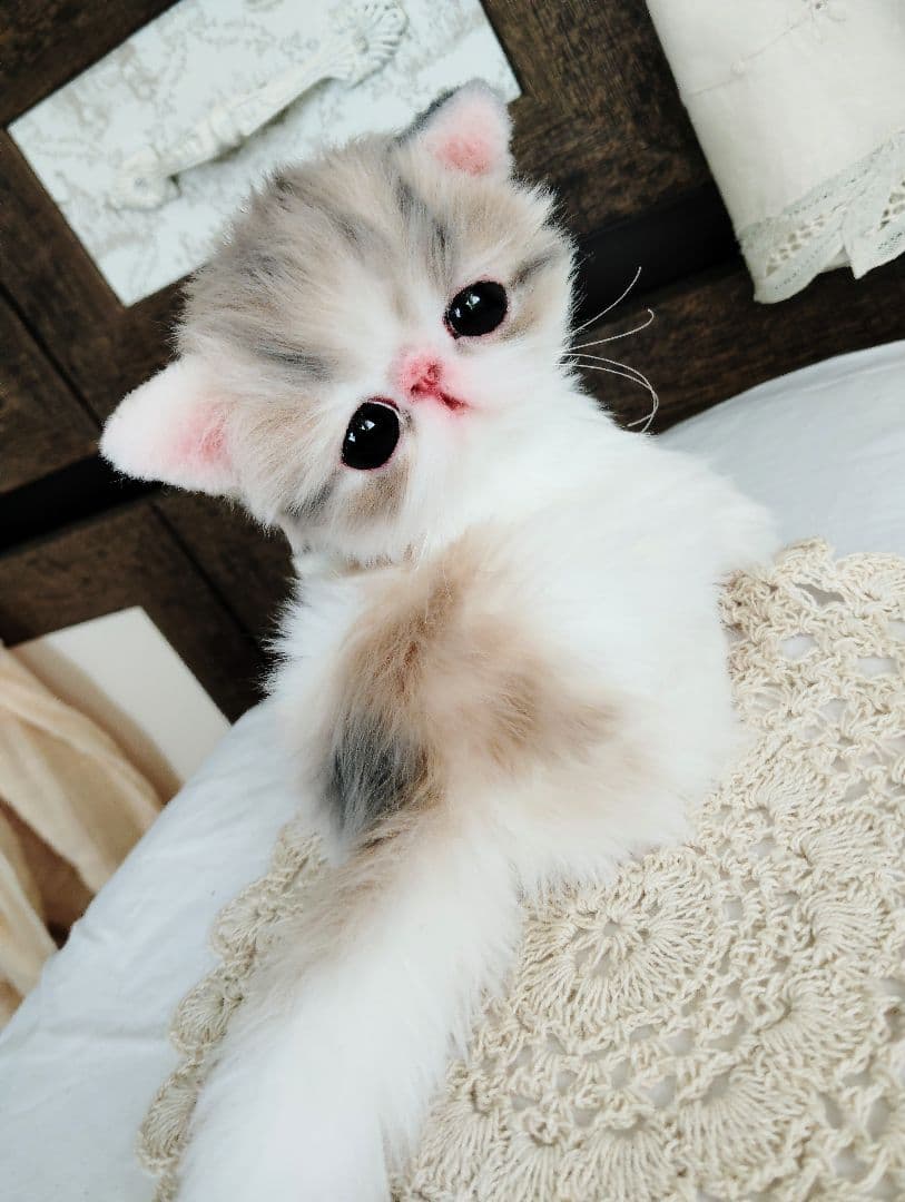 生後２週間♡エキゾチック♡幼猫♡子猫のミイコちゃん♡アートドール♡ぬいぐるみ♡