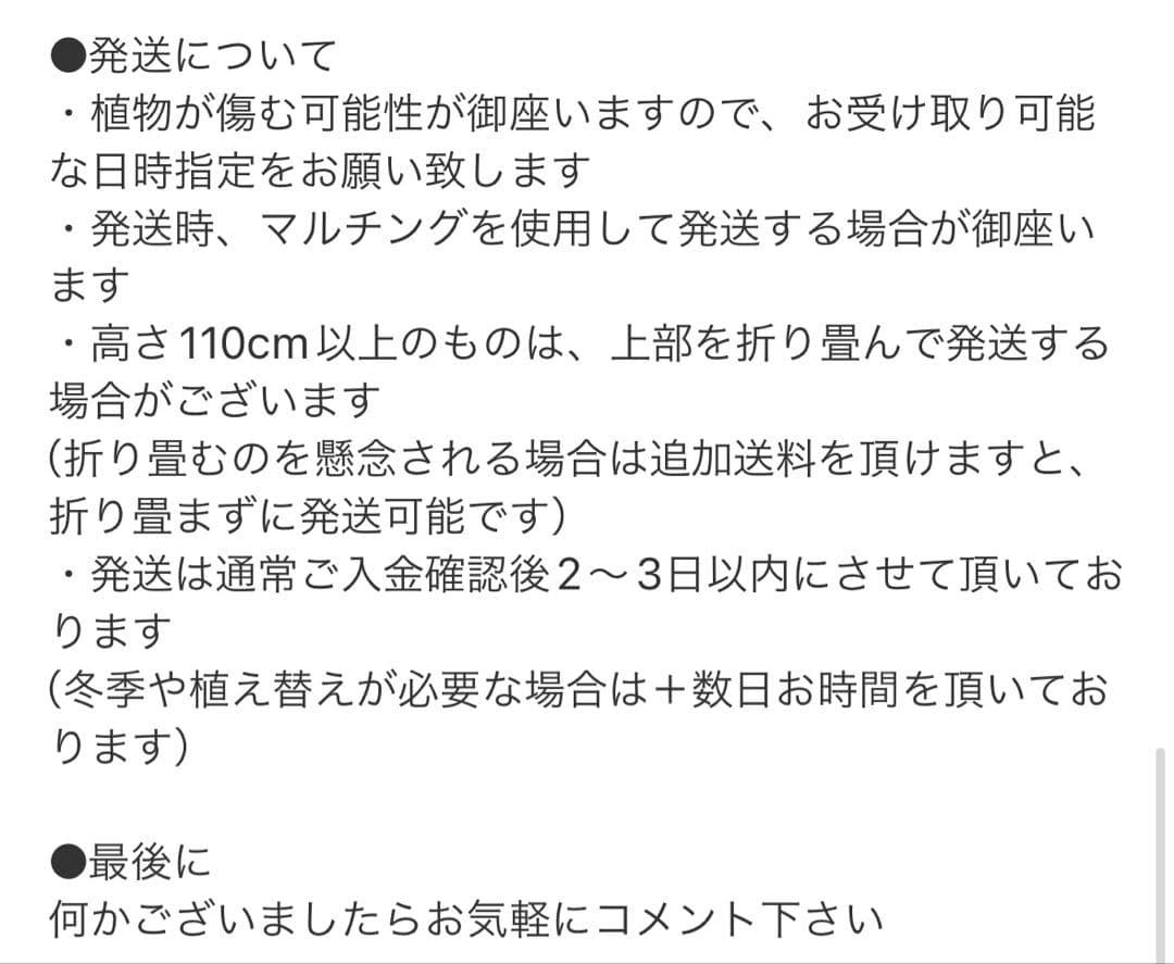 ［現品］1番　サンスベリア　ゼラニカ　8号　観葉植物　室内　レア　おしゃれ