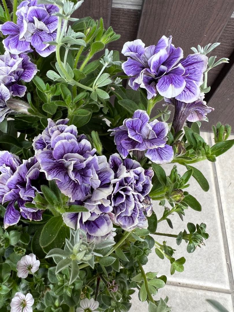 母の日にも♪ 寄せ植え　花■ペチュニアのミニ寄せ植え
