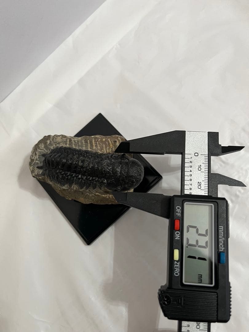 三葉虫化石 約69.8mm