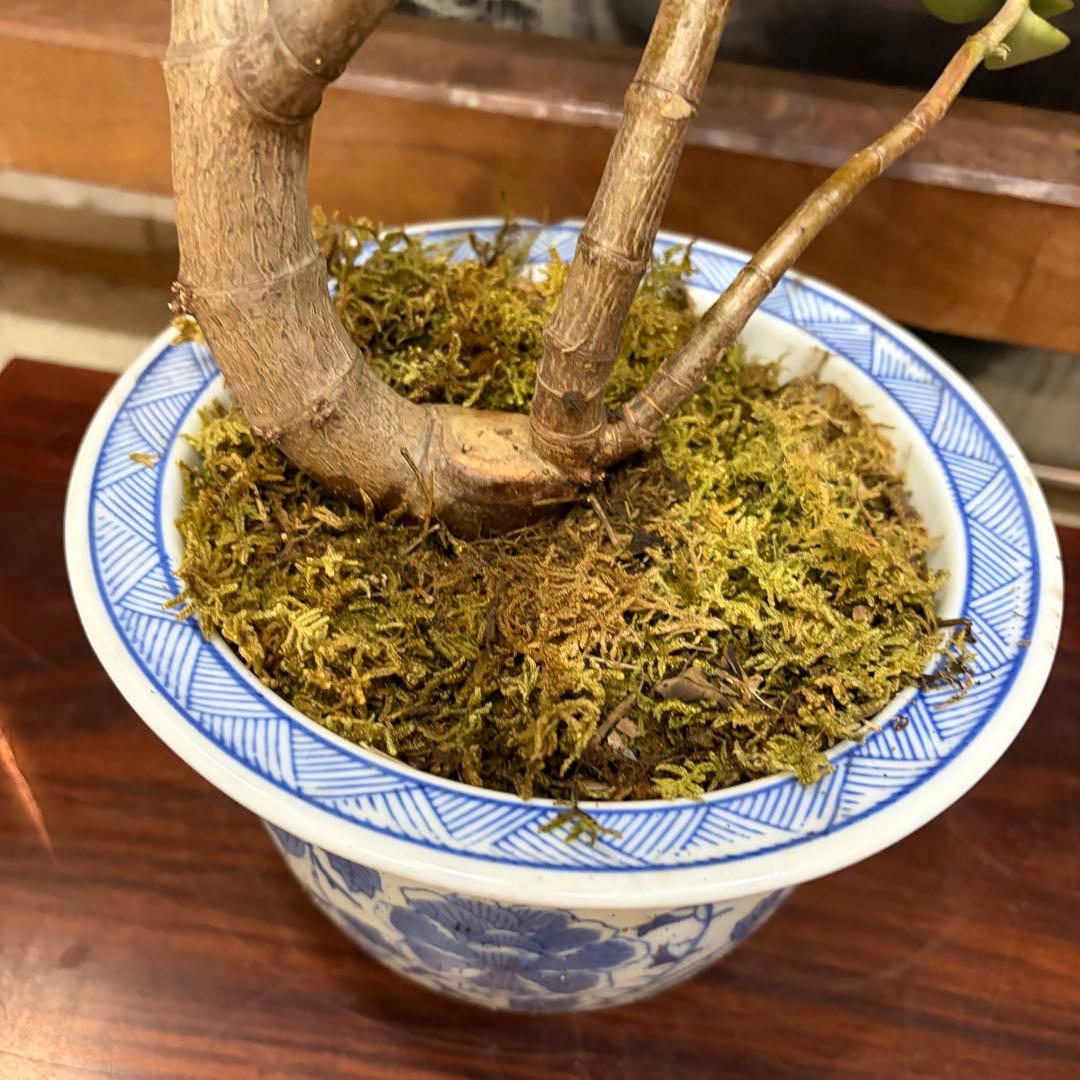 0012 金の成る木 幹の太さ １２cm青い花柄鉢(欠有) 投げ売り