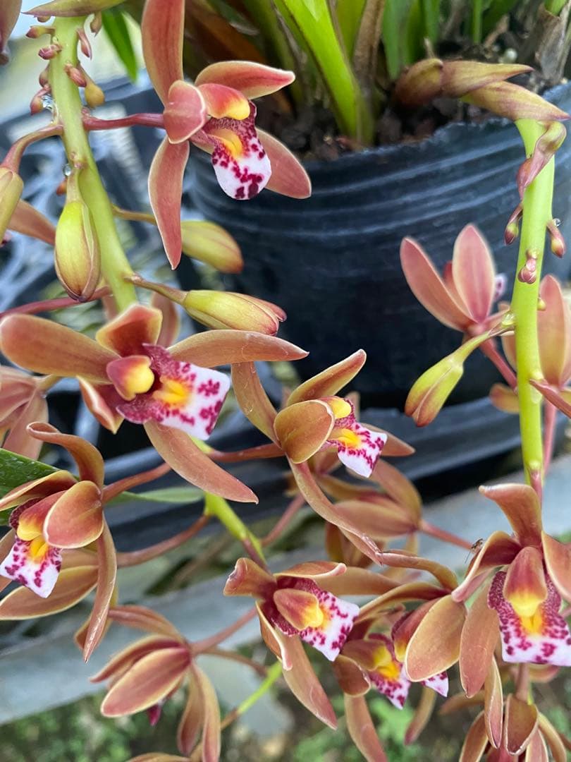 キンリョウヘン　花芽8本極上株！