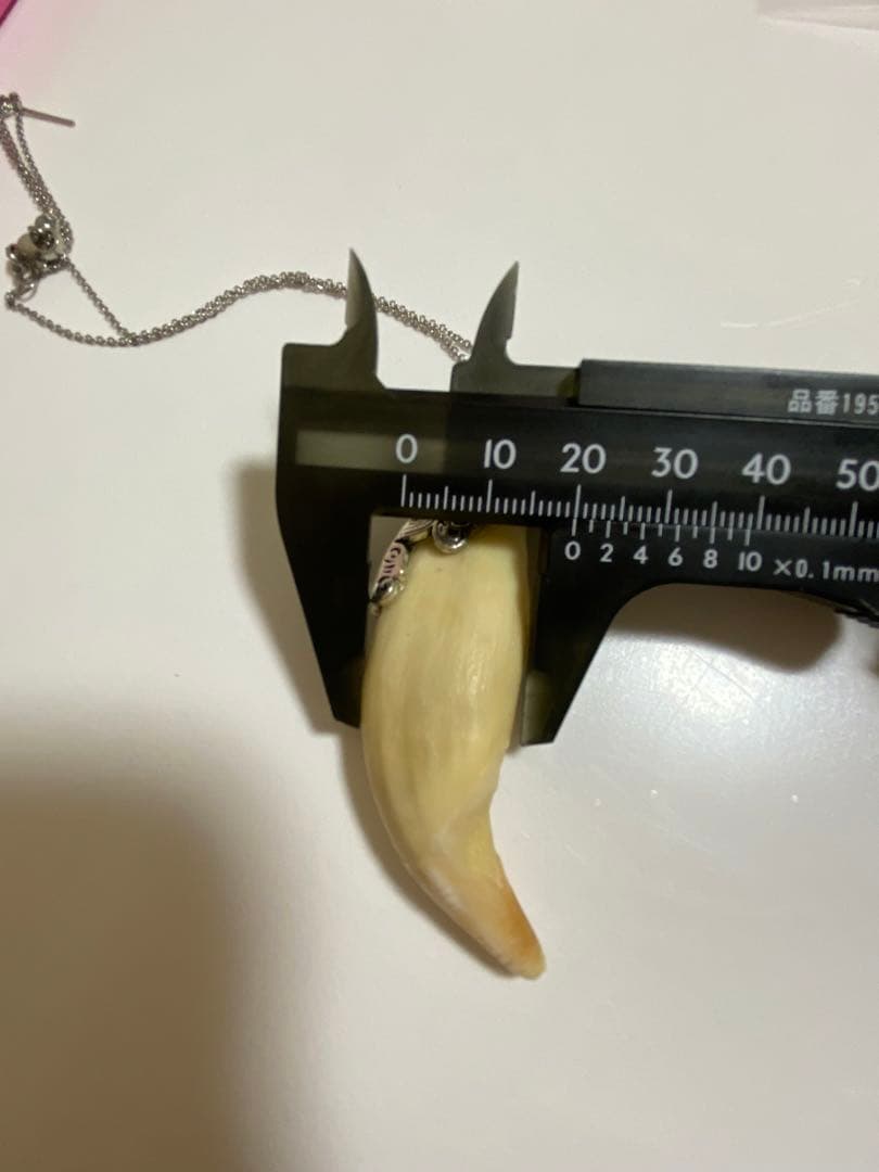 熊牙　熊歯　熊の牙　ツキノワグマ牙　ネックレス　キーホルダー　新作新品　送料無料