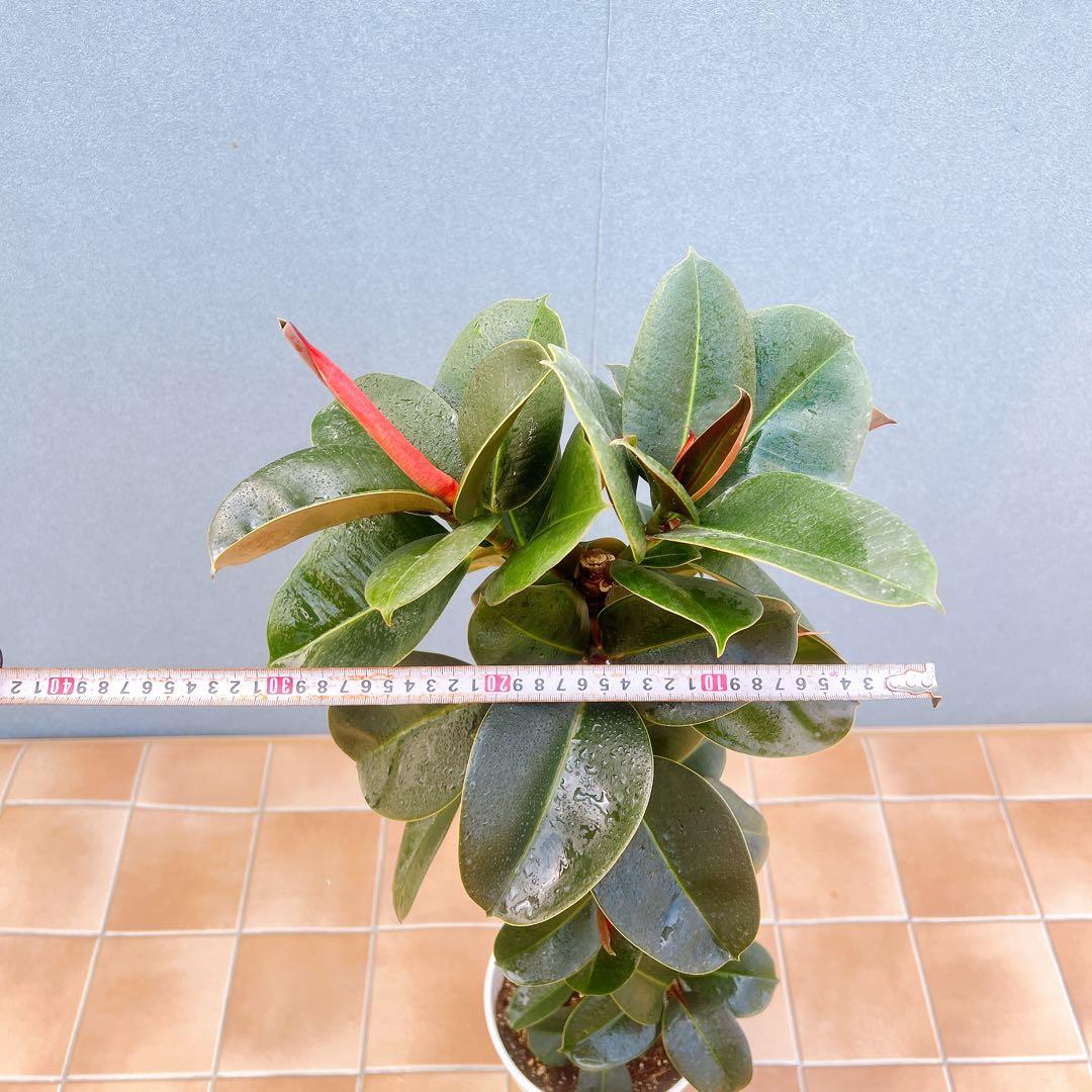 現品　フィカス　ゴムの木　ソフィア　3番　観葉植物　インテリアグリーン　希少