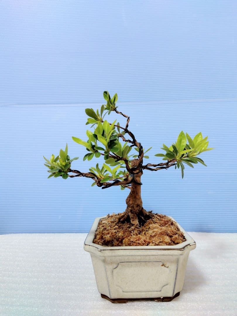 皐月盆栽 (明美の月)　さつき盆栽　サツキ盆栽